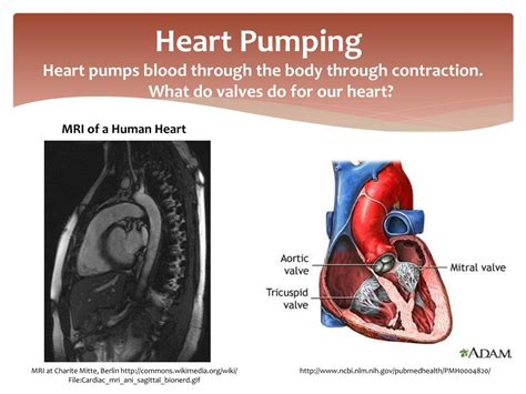 heart pumping capacity by age.